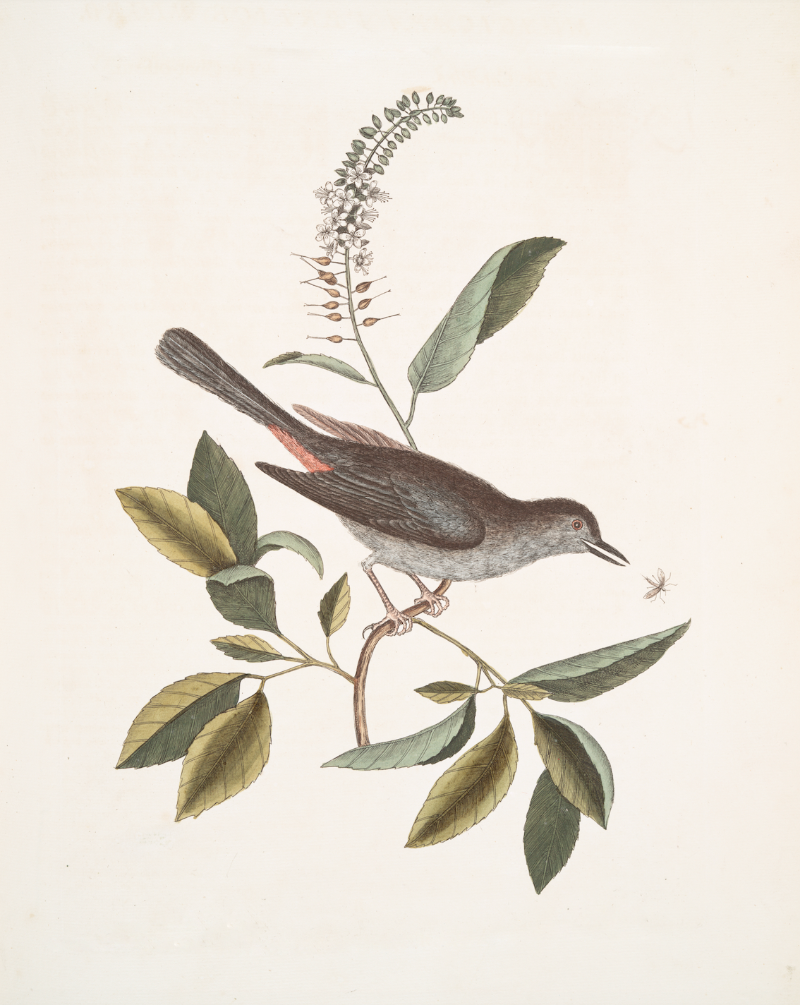 Vintage Bird Print | Bird and a Fly