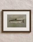 Vintage Seascape Print | Speckled Fish