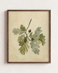 Acorn Stem Fine Art Print