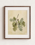 Acorn Stem Fine Art Print