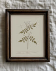 Vintage Botany 0.19