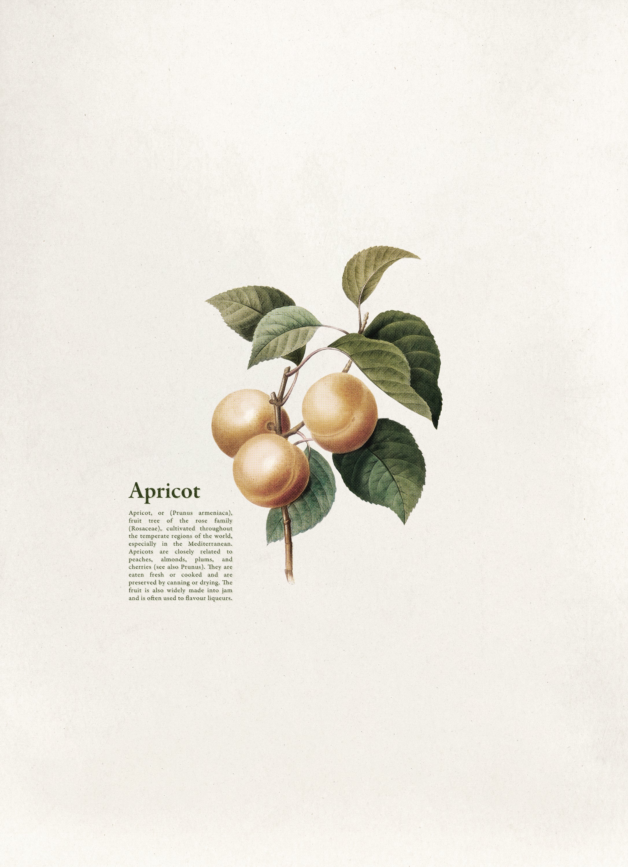 Vintage Botany Print | Apricot