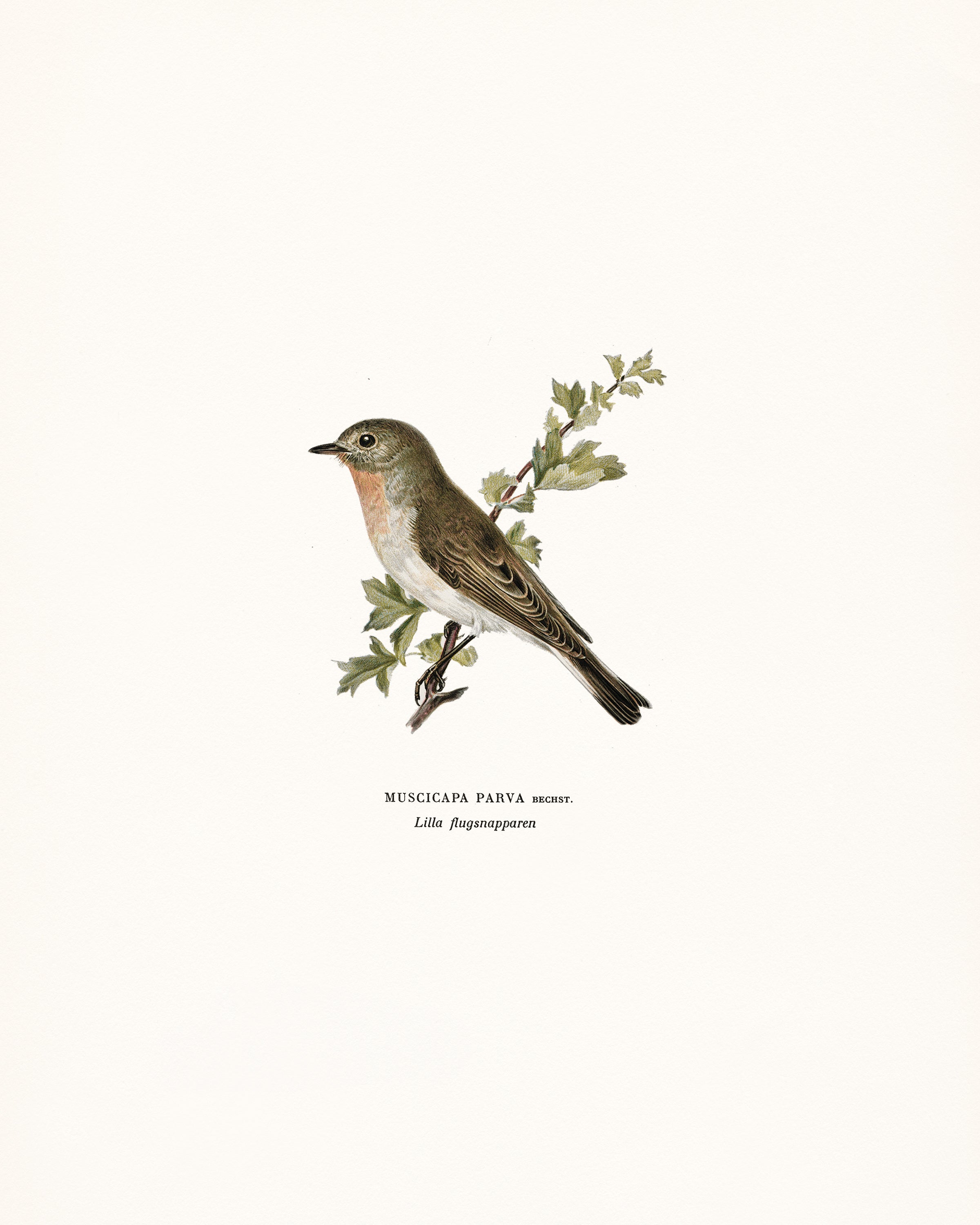 Vintage Bird Print 0.01