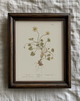Vintage Botany 0.12
