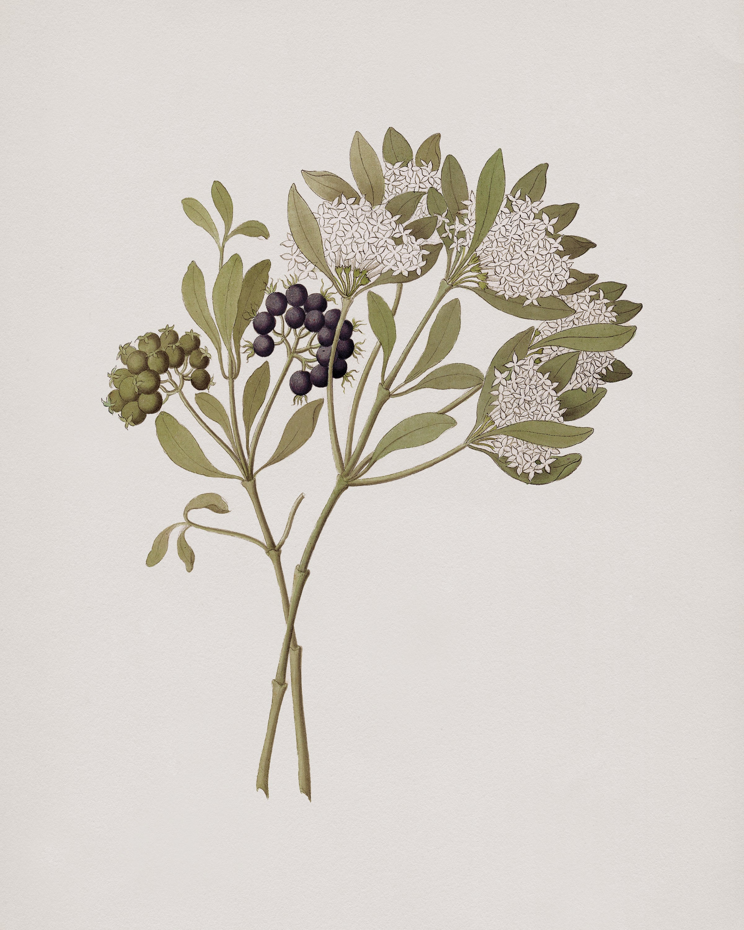 Vintage Botany Print 0.05