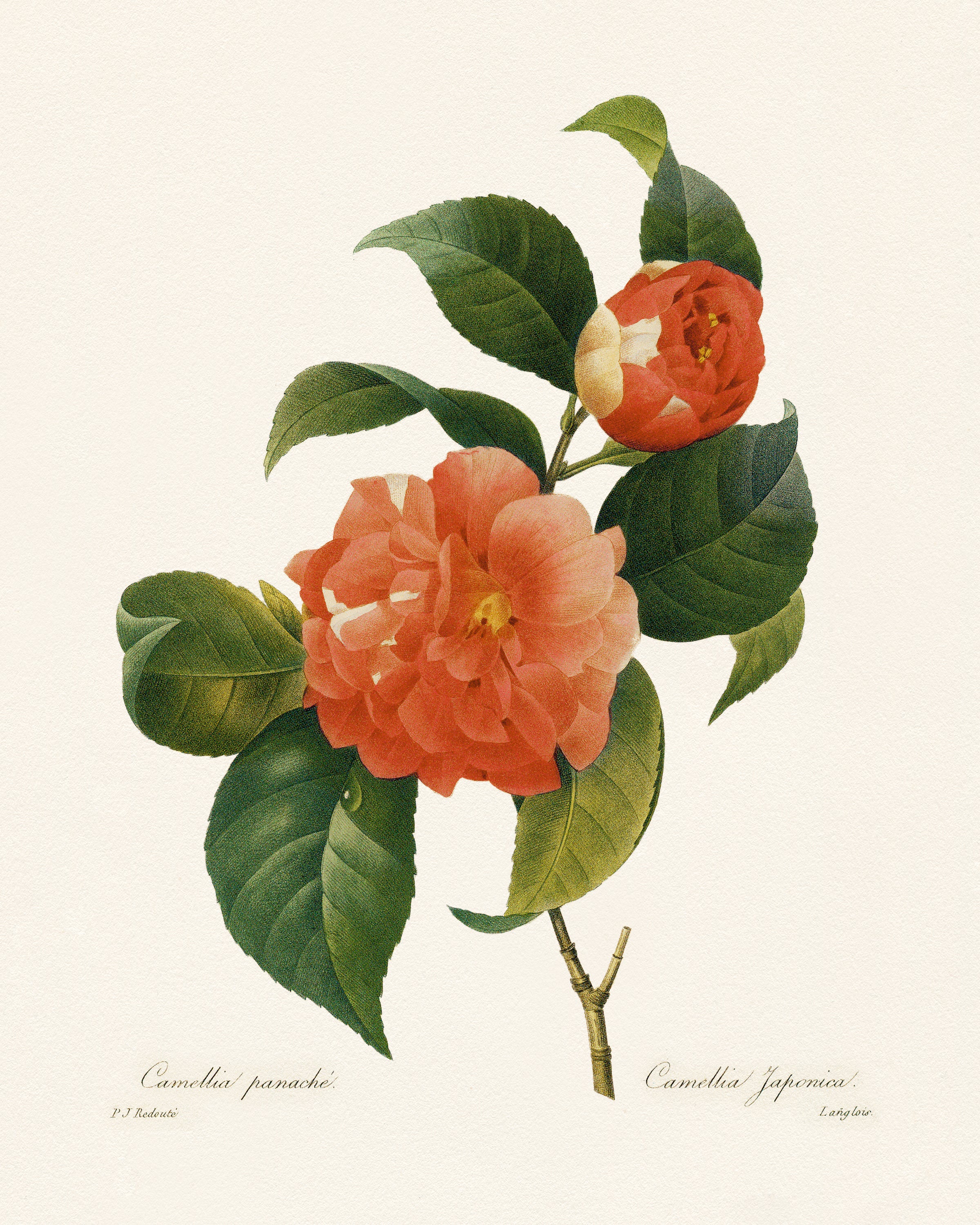 Vintage Botany Print 0.273