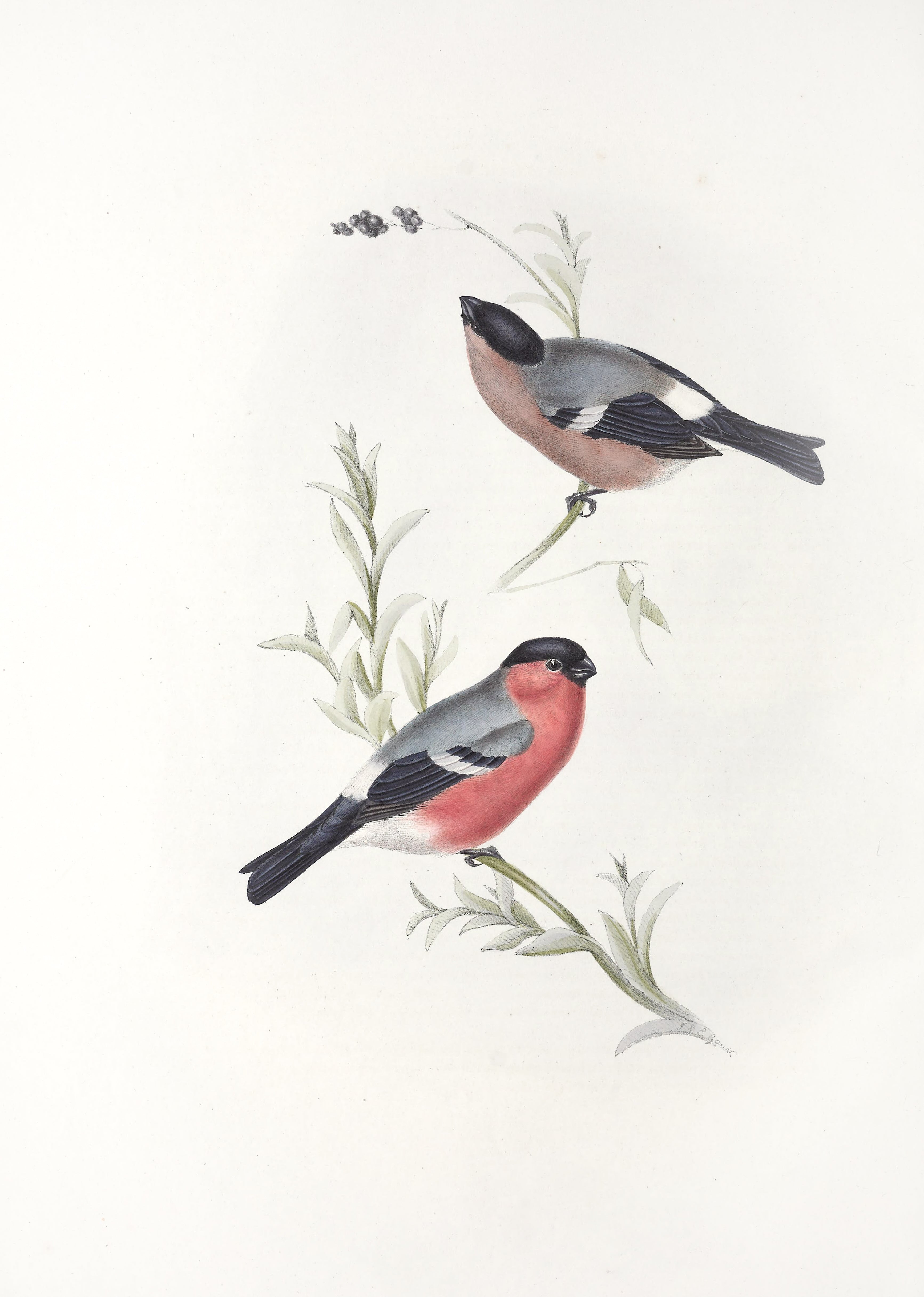 Vintage Bird Print | Duet