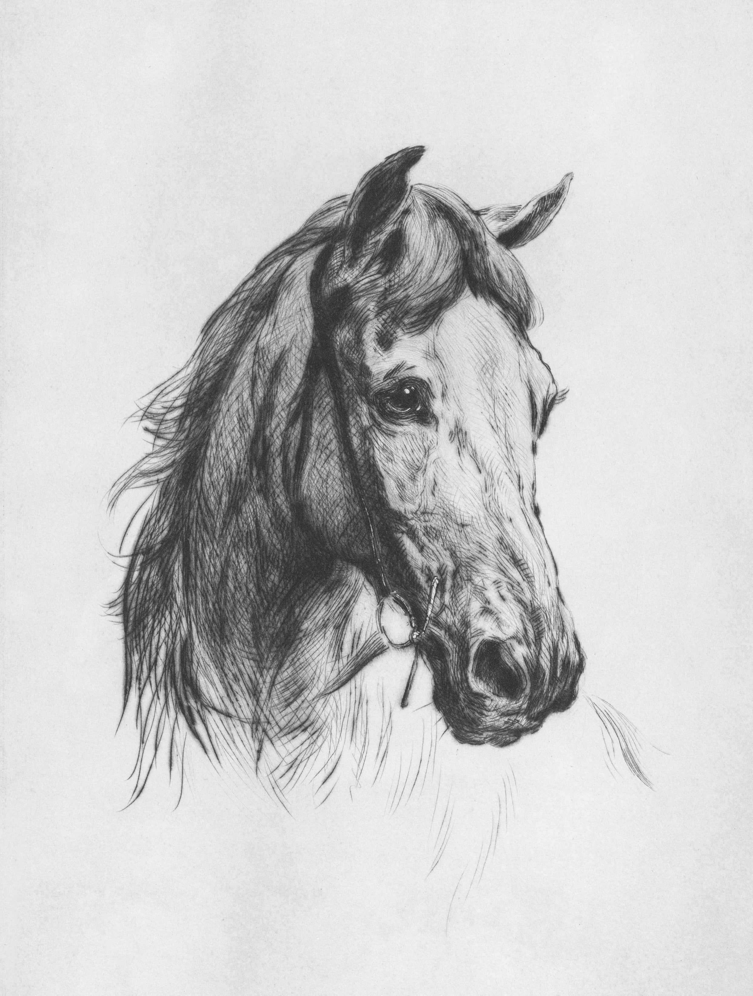 Vintage Still Life Print - Horse Sketch
