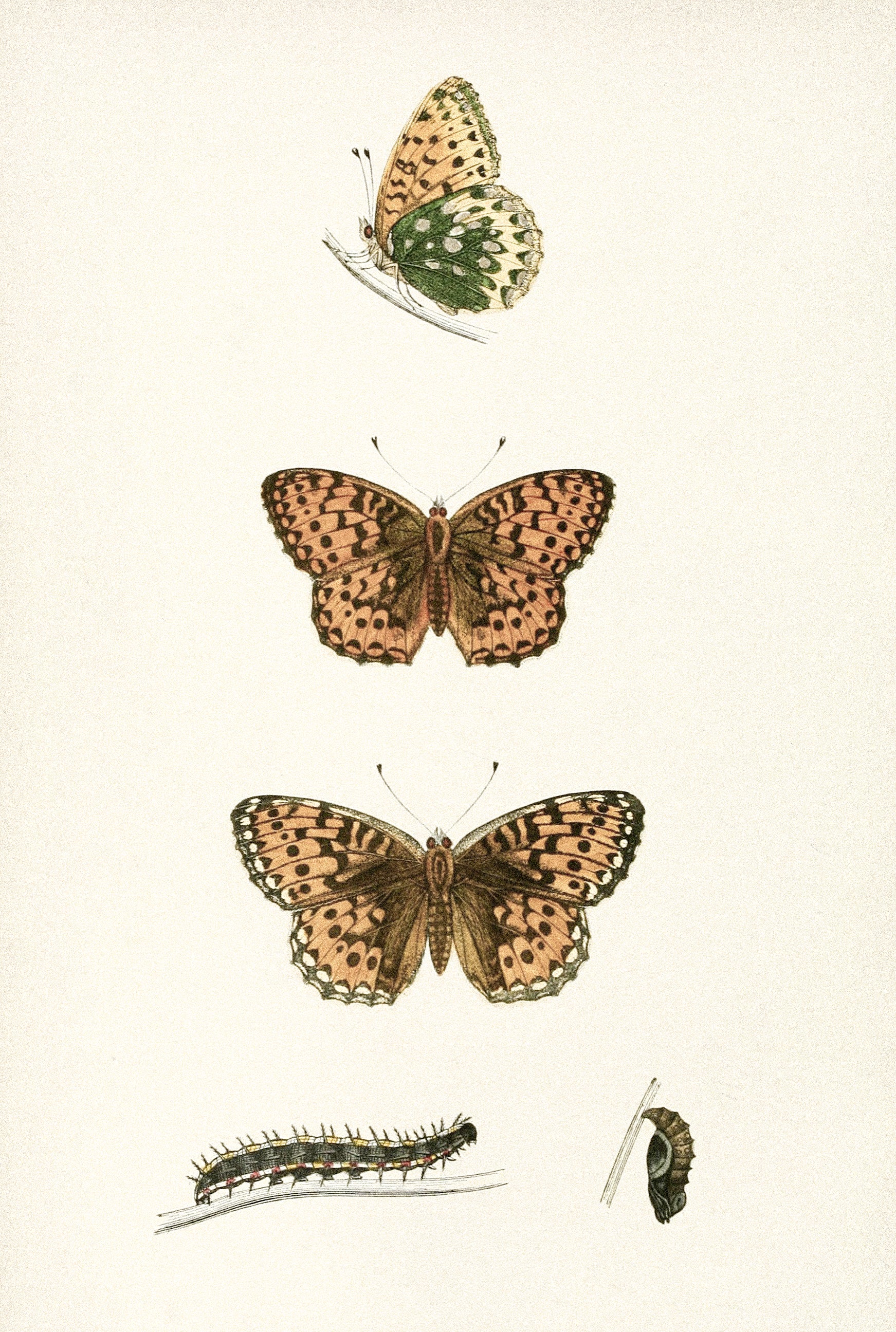 Vintage Butterfly Art | Monarch