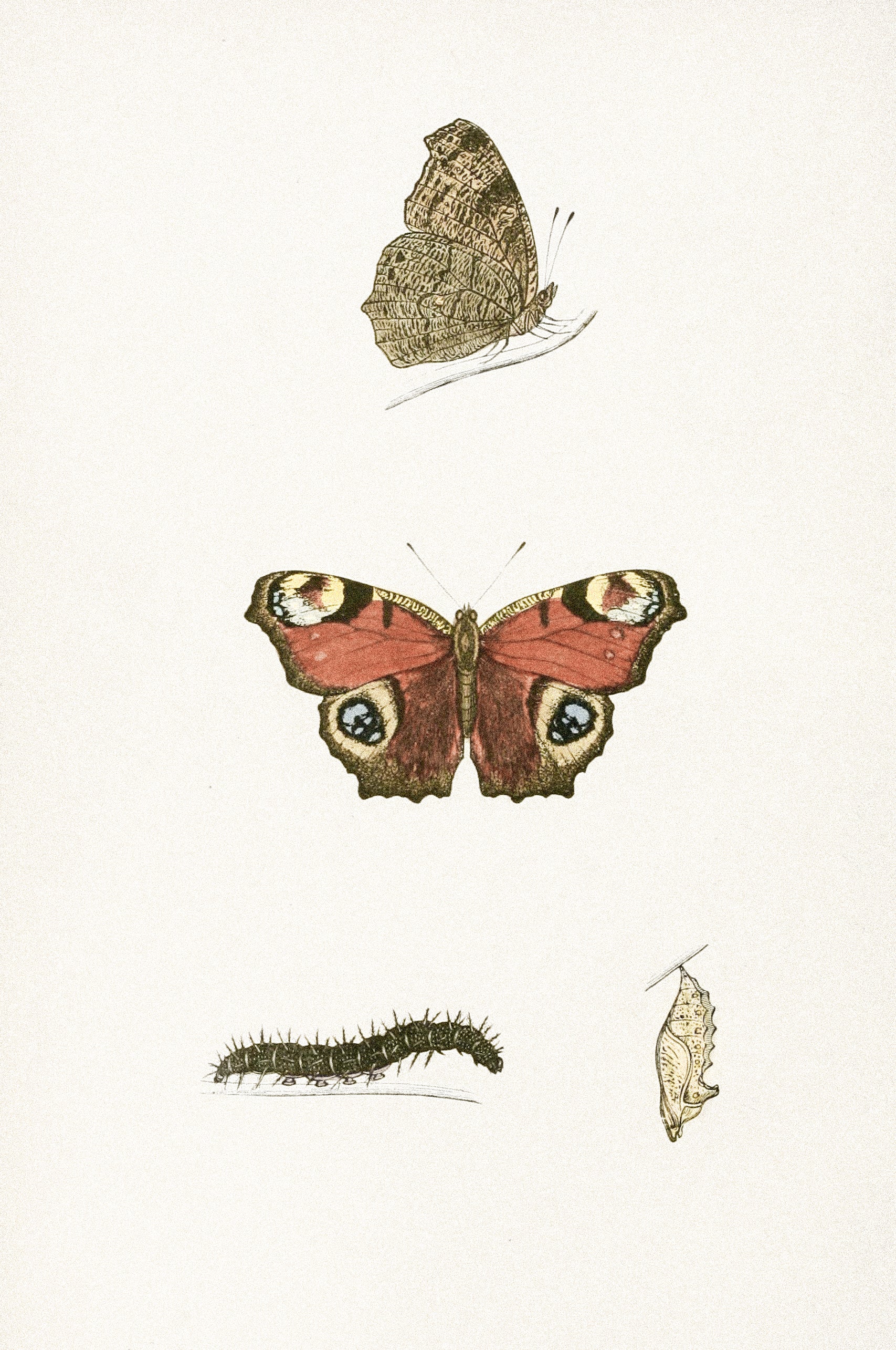 Vintage Butterfly Print | Moth Series