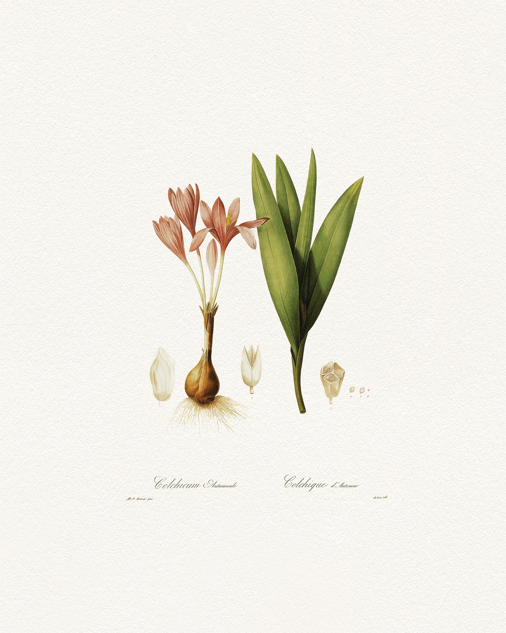 Vintage Botany Print 0.125