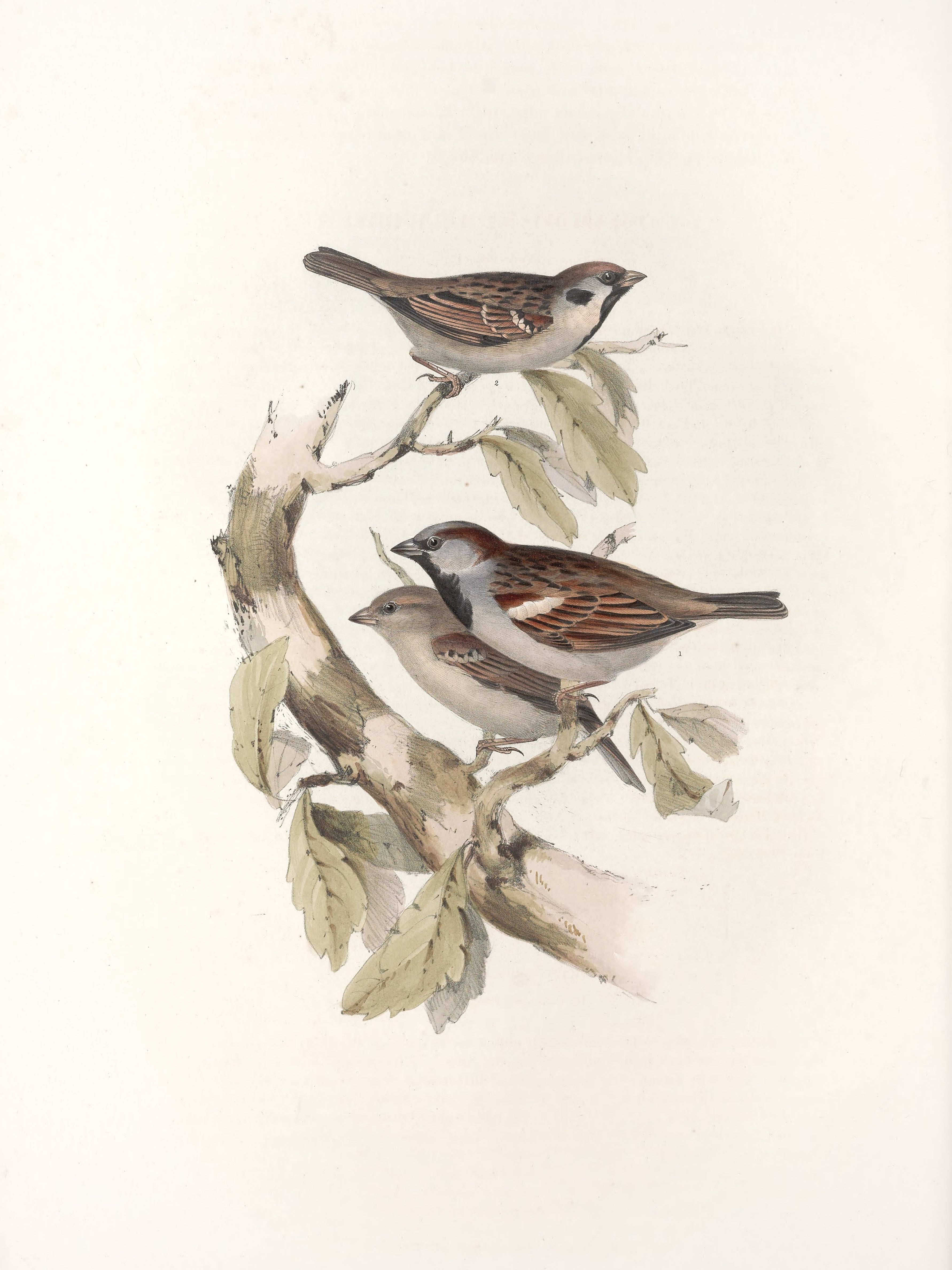 Vintage Bird Print | Nesting