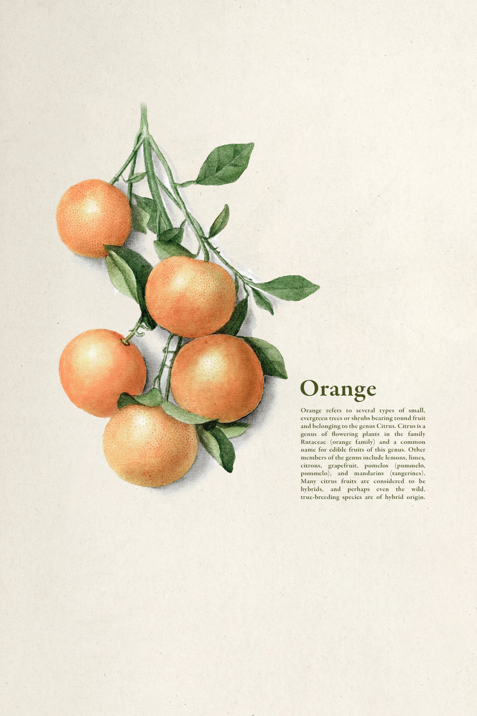 Vintage Botany Print | Orange