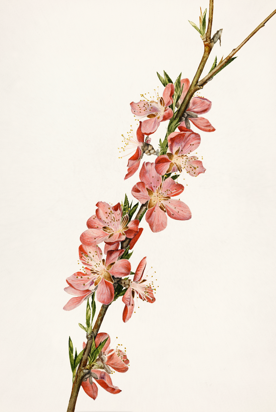 Vintage Botany | Cherry Blossom