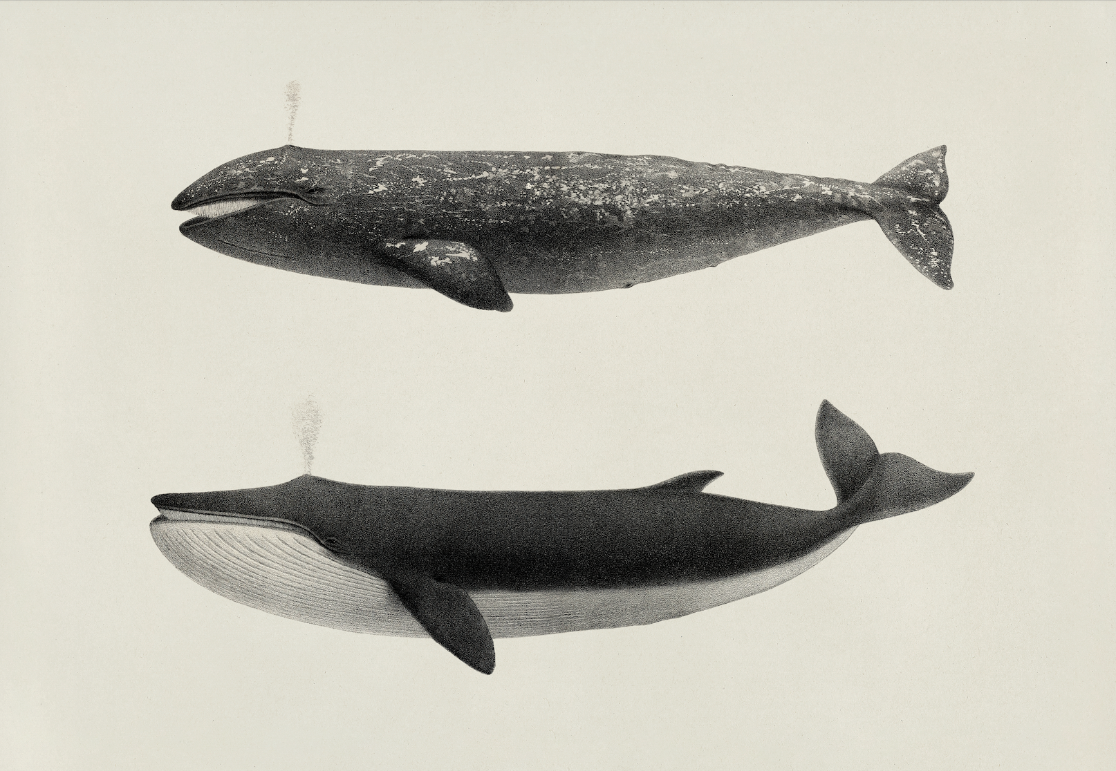 Vintage Still Life Print | Whales