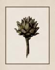 Vintage Still Life Print | Artichoke