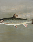 Vintage Seascape Print | Speckled Fish