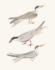 Vintage Bird Print | Sea Bird Trio