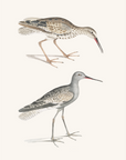 Vintage Bird Print Print | Sea Bird Duo