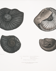 Vintage Seascape Print | Seashells