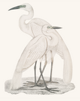 Vintage Bird Print Print | Crane Duo