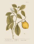 Vintage Botany 0.17