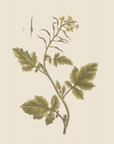Vintage Botany 0.18