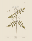 Vintage Botany 0.19