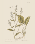 Vintage Botany 0.20