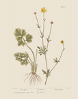 Vintage Botany 0.21