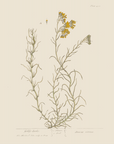 Vintage Botany 0.22
