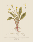 Vintage Botany 0.23