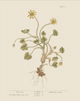Vintage Botany 0.12