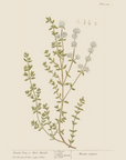 Vintage Botany 0.13