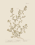 Vintage Botany 0.15