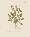 Vintage Botany 0.16