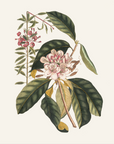 Vintage Botany 0.40