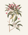 Vintage Botany 0.41