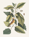 Vintage Botany 0.42