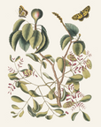 Vintage Botany 0.43