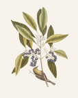 Vintage Botany 0.44