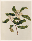 Vintage Botany 0.51