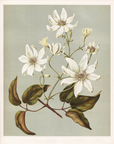 Vintage Botany 0.52