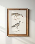 Vintage Bird Print Print | Sea Bird Duo