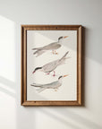 Vintage Bird Print | Sea Bird Trio