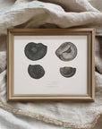 Vintage Seascape Print | Seashells