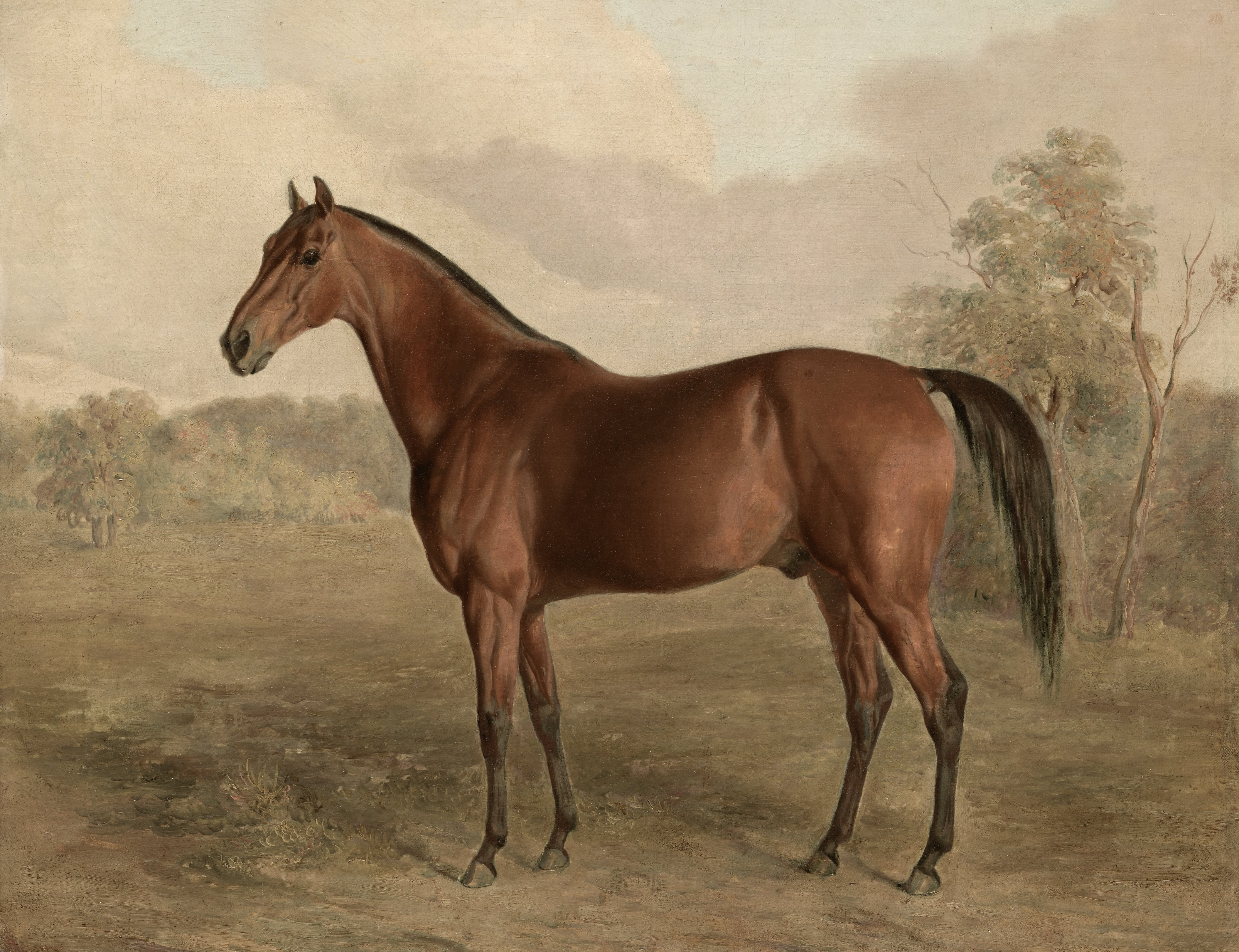 Vintage Equestrian Print | Stallion