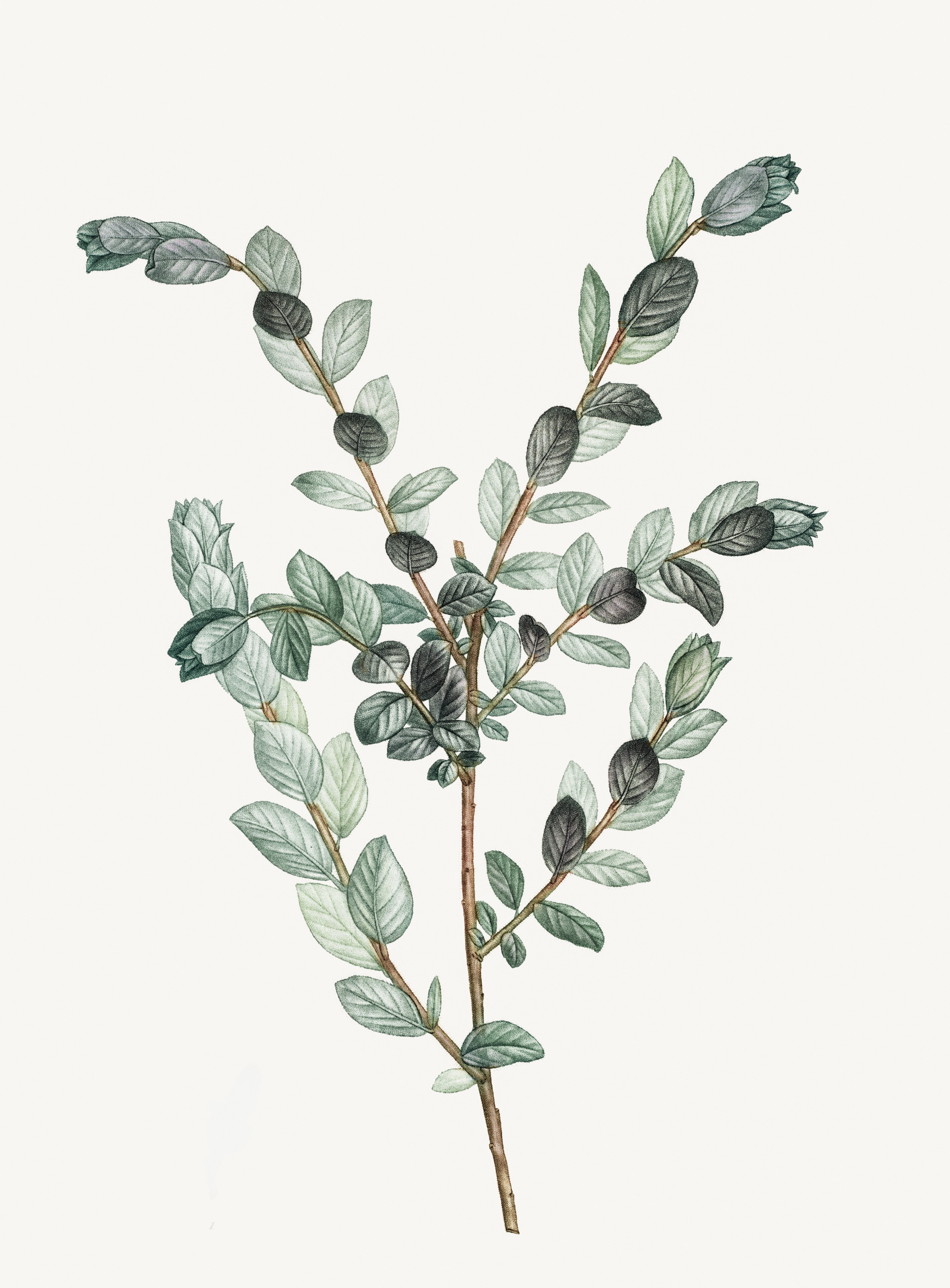 Vintage Botany Print | Stem