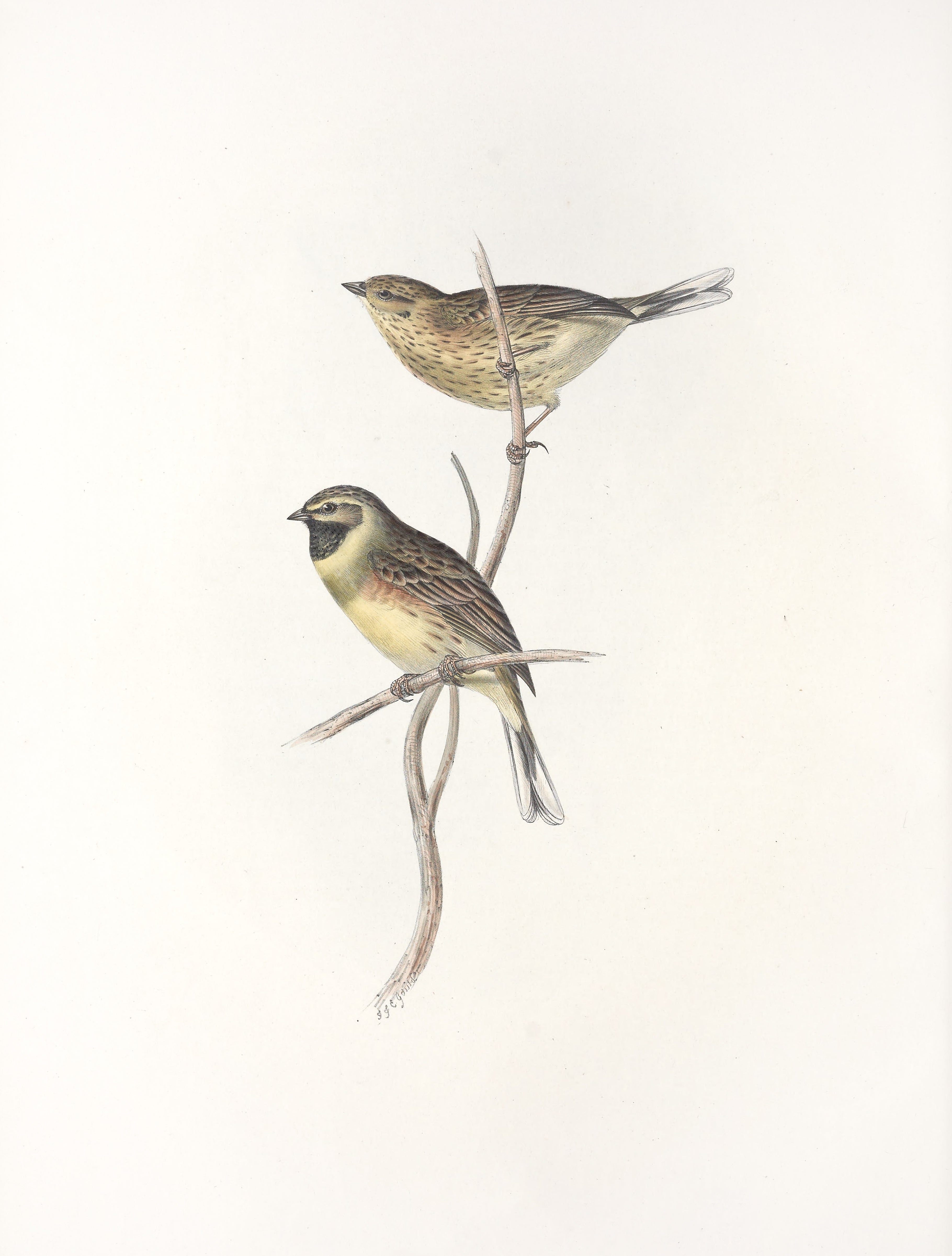 Vintage Bird Print | The Perfect Pair