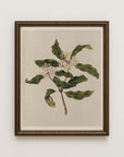 Vintage Botany 0.51
